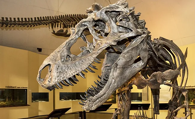 В 10 раз меньше других вымерших рептилий: ученые обнаружили новый вид динозавра в Аргентине